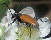 Stictoleptura fulva